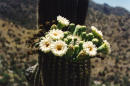 saguaro flowers