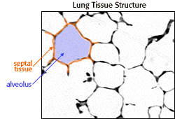 lung section